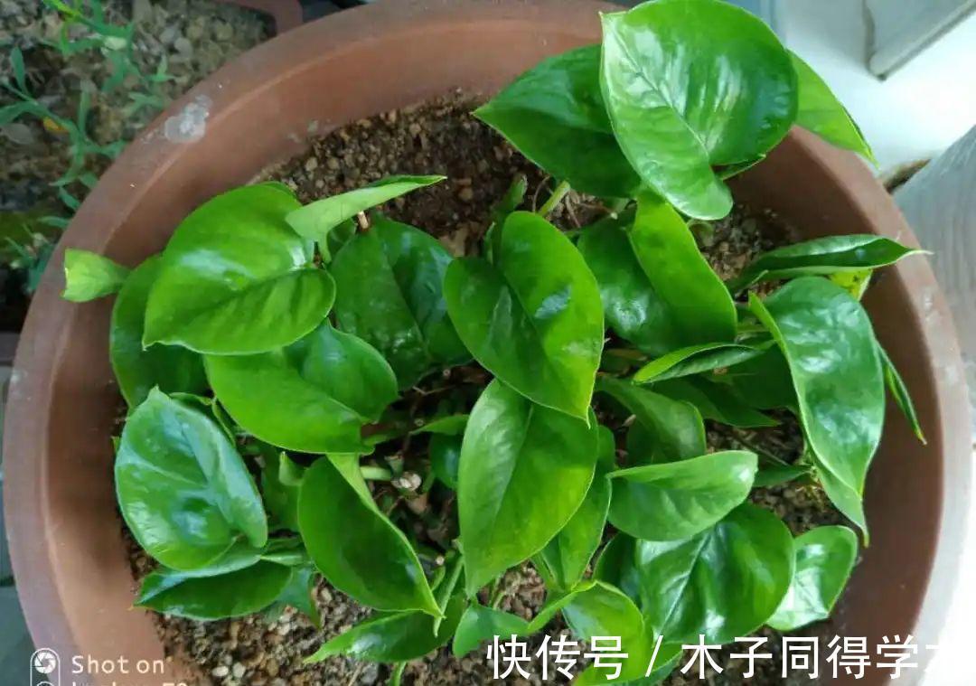 7种花，立秋后换盆，秋冬才能越养越好