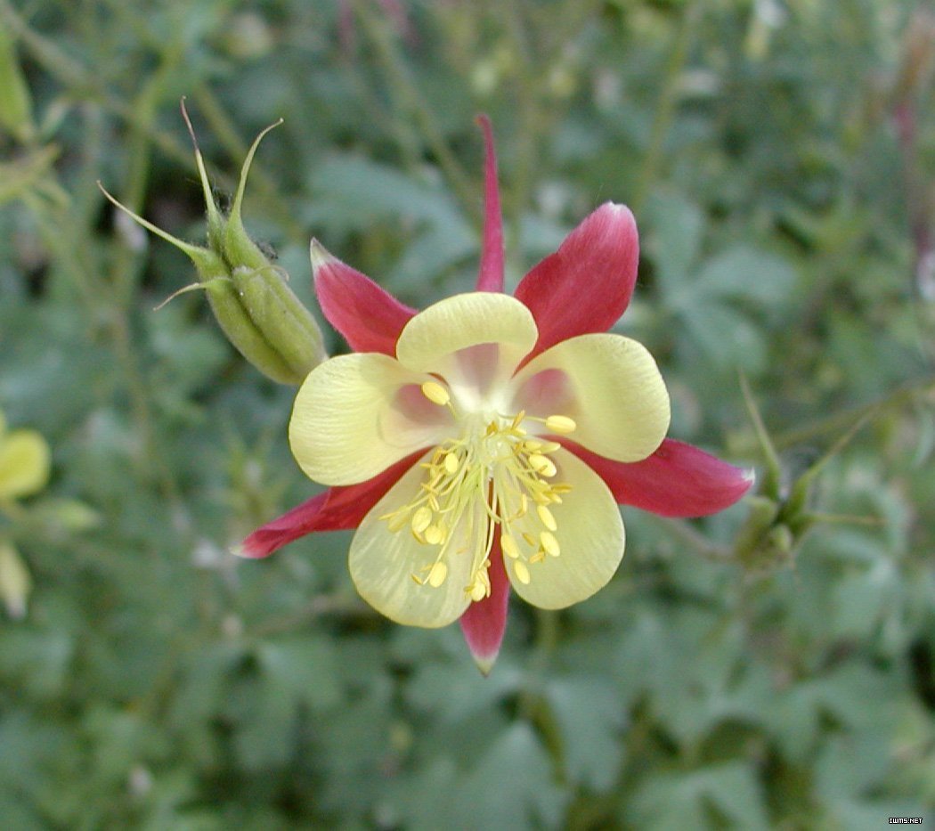 此花有着娇小的花姿，适应性极强，象征着一定要胜利