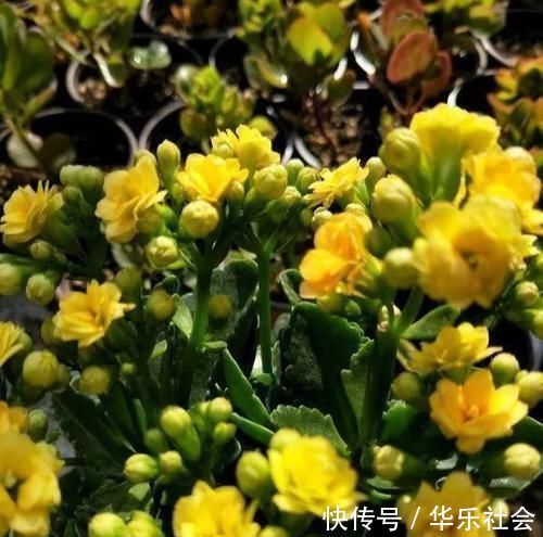 想让长寿花开花不断,教你三个小妙招,开成大花球,璀璨烂漫