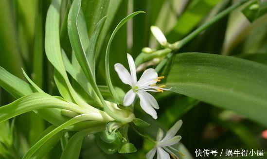 阳台养花，不妨试试此4款植物，花色艳丽灿烂无双，美观大气