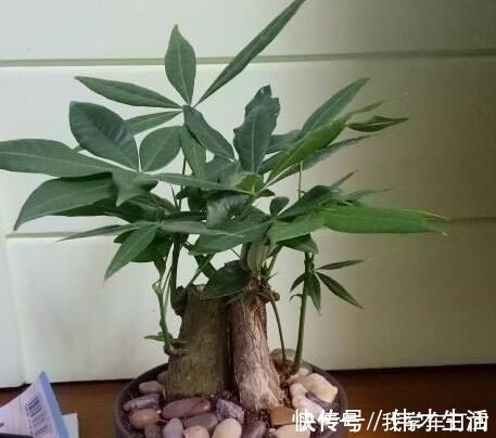 养花时注意，这4种花切不可用大花盆，越小越好，长得旺盛有气质！