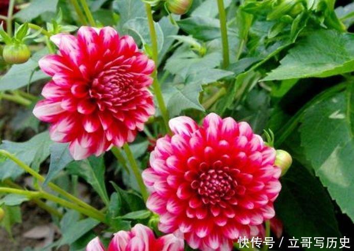 4种花自带财运,家里养一盆,开花爆盆很漂亮,越养越喜欢