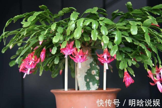 长寿花是时候施肥了,来点白色粉末兑水浇花,睡醒了就等开花