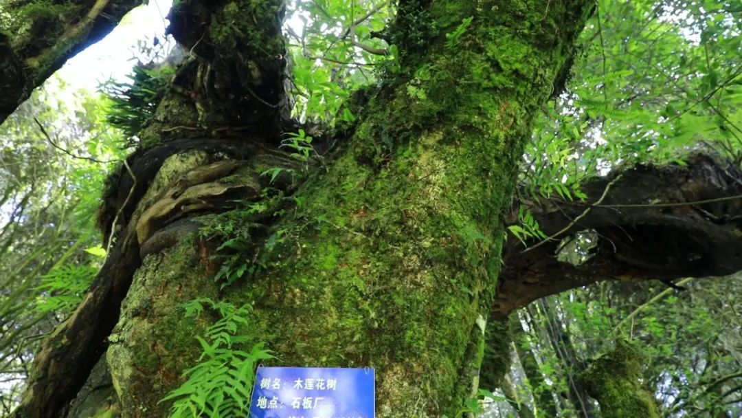 多样性|生物多样性之美，善洲林场：万物和谐的美丽世界