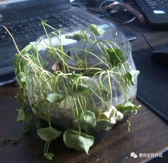 叶子|花草叶子发黄,10种原因最常见,第二种最常见!