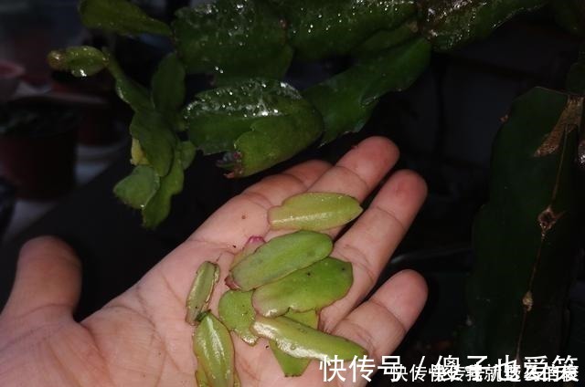 花芽|4种花,要一边长一边掐,越掐枝越多,花量成倍翻,开花密密麻麻!