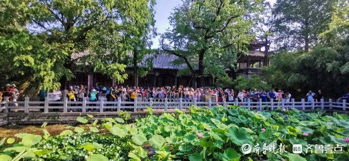 并蒂莲|7月10日最佳情报｜美好夏天！并蒂莲颜值高，四喜丸子味道足