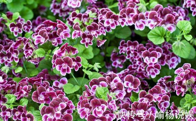 扦插加个小药片，成活率翻番，新手也能做得好！