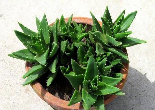 芦荟好养活?不注意此3点,叶子发黄干瘪,更别提爆盆了!
