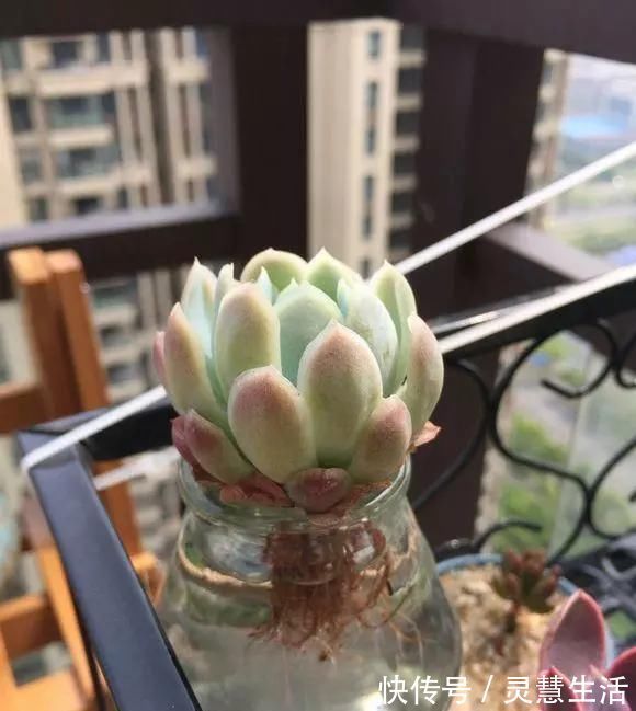 这3种花养不好,赶紧扔水里,越长越来劲