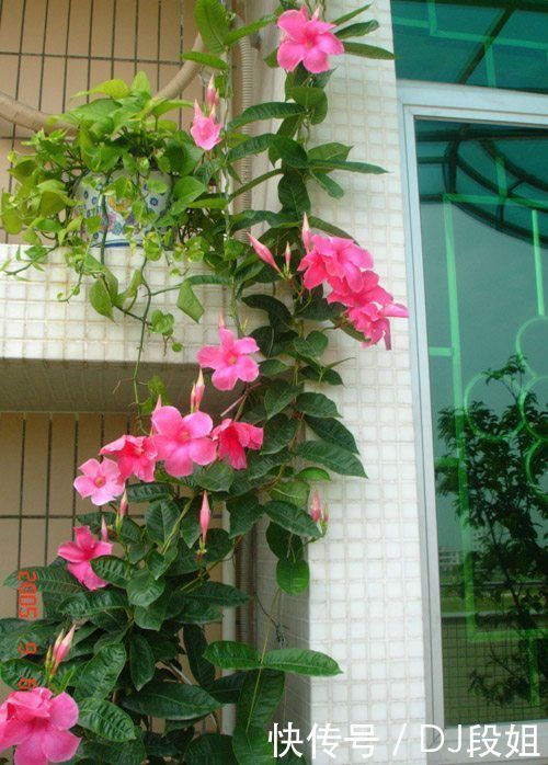 5种花美的出奇,有阳光就爆盆,30天不管,开花依旧爆满盆