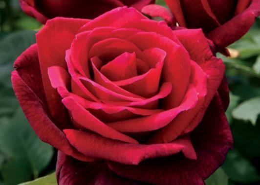 上瘾|4种花一养就上瘾,开花美丽,花香浓郁,真是太美了