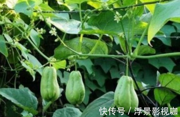 佛手瓜利尿排钠|佛手瓜利尿排钠、提高智力,如何收获高产的佛手瓜,只需掌握一点