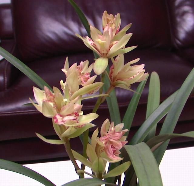 富山奇蝶|能开三季的兰花就是这种,开花优雅有香气,不娇气好养