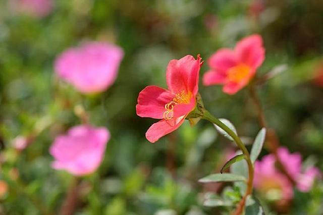 夏天养什么花不怕高温是首选，这3种花正符合心意花量也大