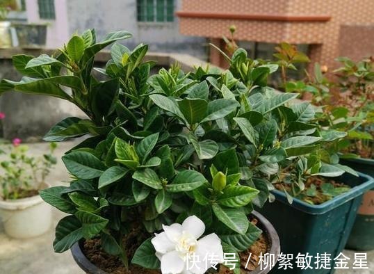 回家|现在逛花市遇到这五种花，转头就走不要买！买回家也养不活！