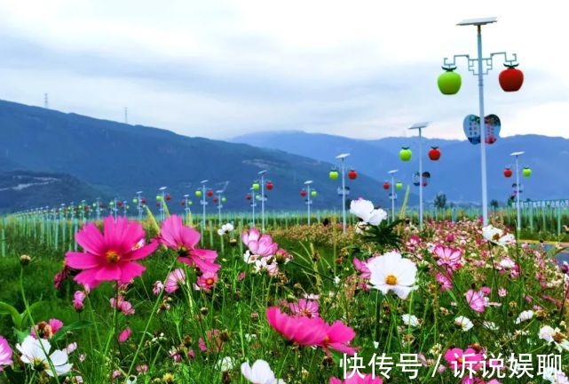 格桑花|嶲州陌上格桑花开，君可静静赏矣。