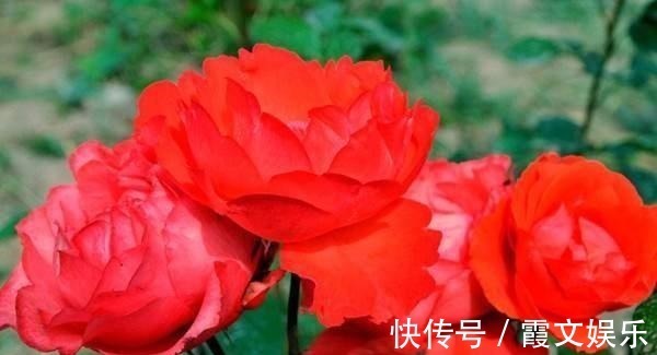 芬芳王|养花试试这几款,株形紧凑雅观,叶色油亮,养在客厅美极了