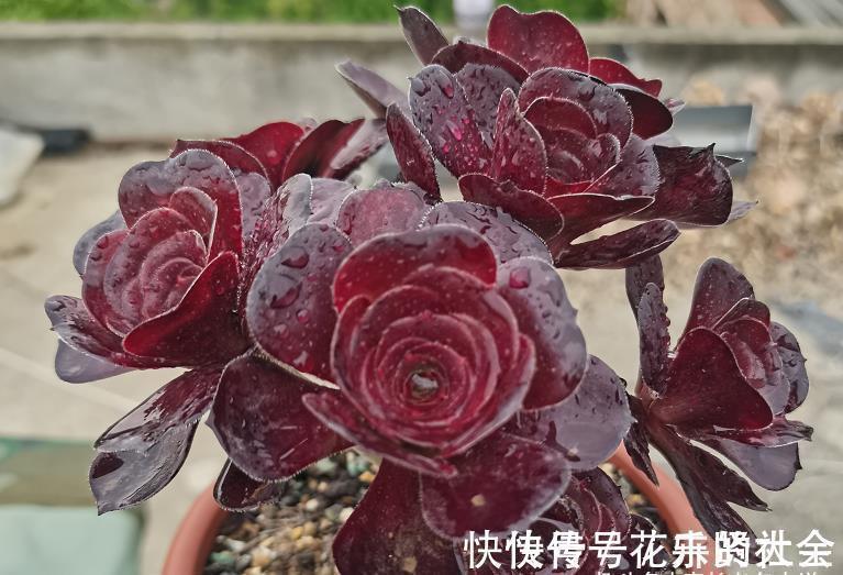 叶片|想把自己的法师多肉养成碗的形状？那必须得满足4个要求才行