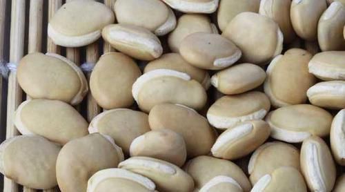 野香菇|“湿气不除百病生”，4种祛湿食材常吃点，祛湿排毒，无病一身轻