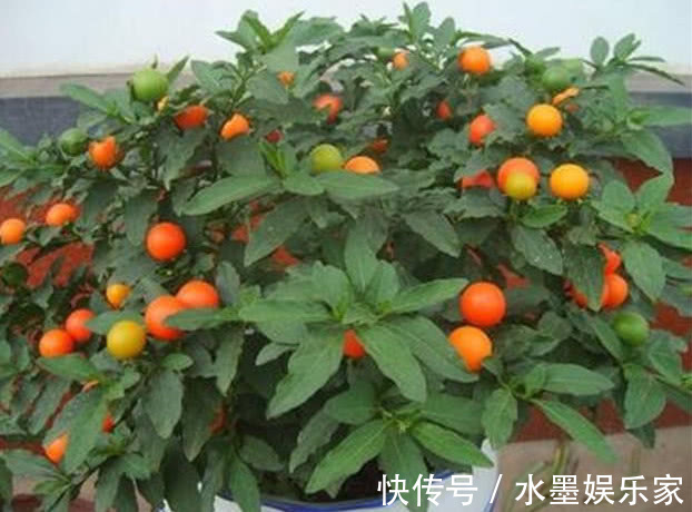 光照|5种懒人花卉，耐旱耐晒，越不管长得越好，盆栽轻松长爆盆！