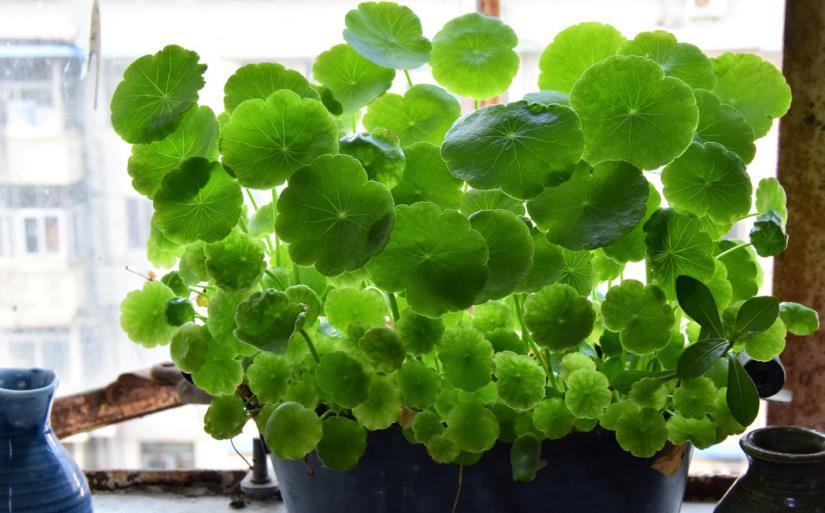植株|天热盆栽铜钱草,满足3条件,叶子圆滚滚,油绿得像小荷叶