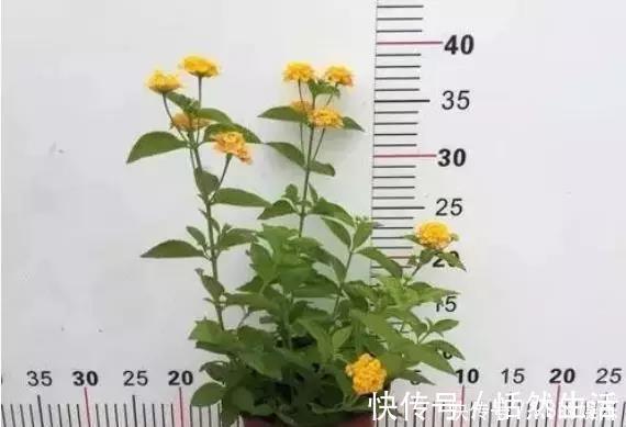 几种很耐寒的花，在冬天依旧开花美艳