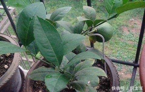 送给你实用的养花秘籍——盆栽柠檬的养护秘籍，简单实用花香四溢