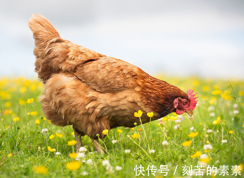 属鸡|生肖属鸡人，9月下旬财运相当红火，事业做得风生水起