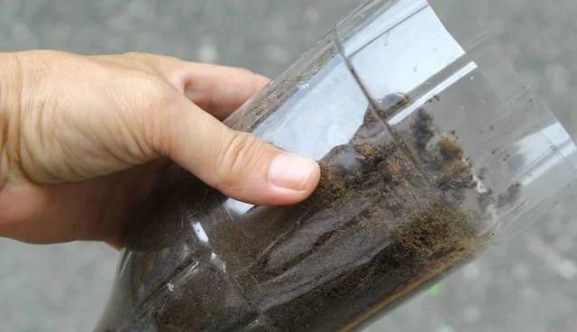 浇水|太神奇了!她在塑料瓶里种蔬菜,一年都吃不完!