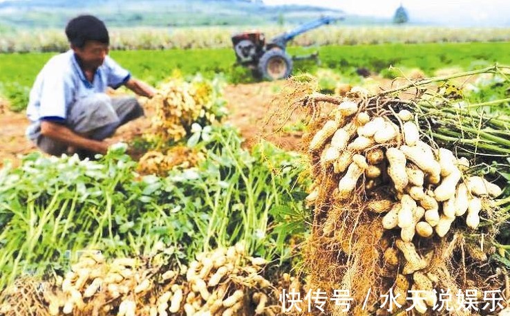 花生|花生养颜排毒、滋养补气,农民掌握病害防治,来年种出高产的花生