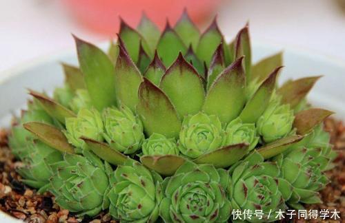 号称“巨无霸”的3种多肉,好养护易群生,小半年长成脸盆大