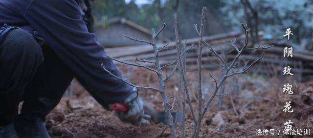 做一桌玫瑰,送给我最爱的你们~