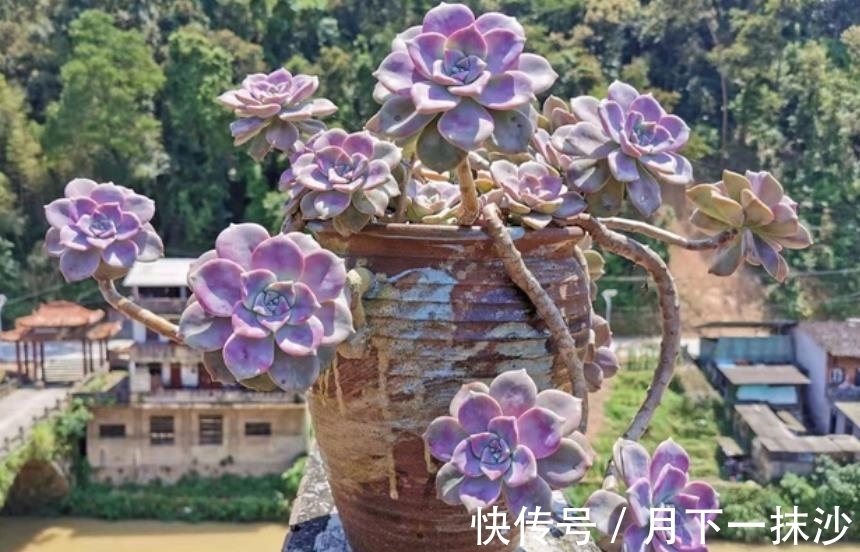 适合12月养的4种多肉,皮实好养美若天仙,新手也能养出好状态