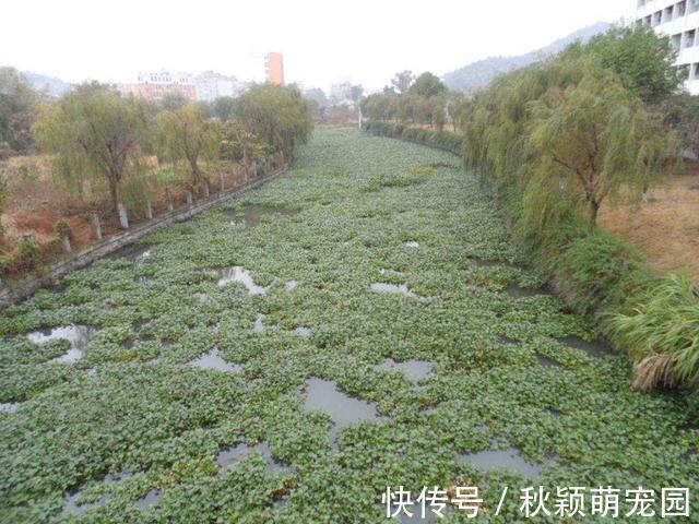 在我国泛滥的水葫芦，弱点实在太好笑，只用一招就能将它们团灭