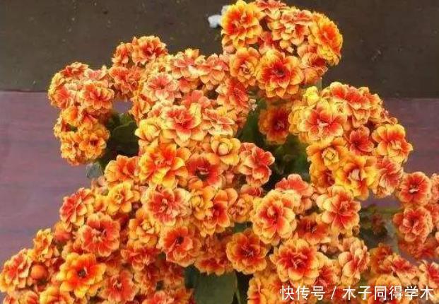 长寿花套“黑袋”促花？想法挺好但是要会操作，否则很难开花！