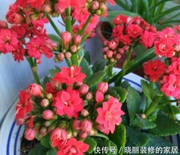 爆盆|4种花很漂亮,好养易活能爆盆,个个美出天际,看一眼就疯狂爱上