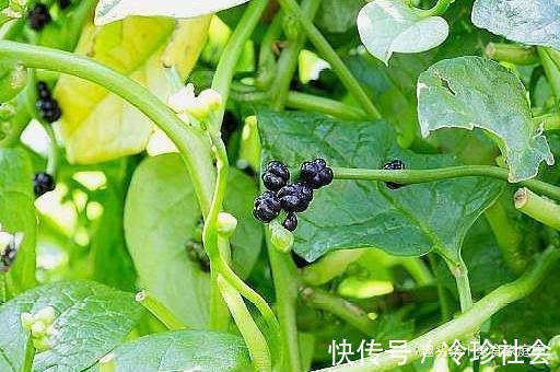 吃法|这种蔬菜“形似木耳”,菜场买来就能种,含钙高,孩子多吃长大个