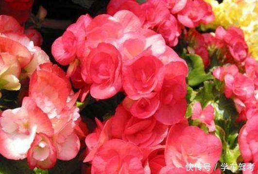 家中养什么花别错过“这5种”,四季赏花,四季常青,净化空气!