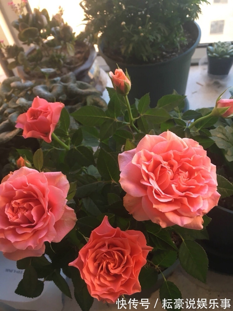 喜欢养菊,首选“精品菊花”富贵菊,花开艳丽多姿,寓意美好