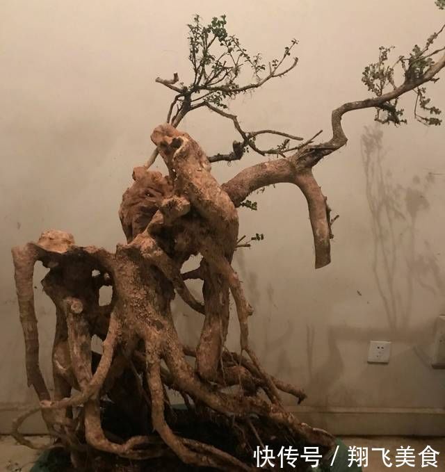 盆景大咖说玩盆景少不了玩根,那么盆景桩头的根系造型有哪些