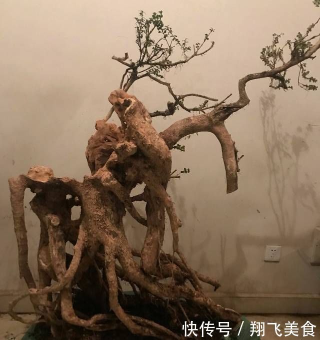 盆景大咖说玩盆景少不了玩根，那么盆景桩头的根系造型有哪些