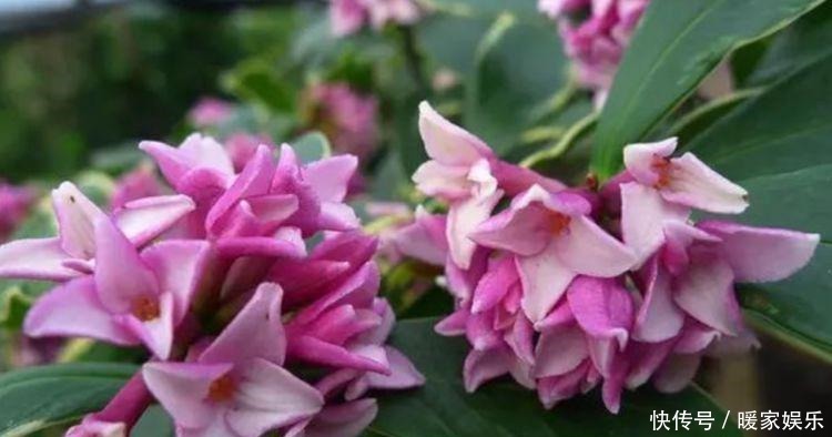 适合庭院养护的几款花卉,开花艳丽惹人爱,花园变花海