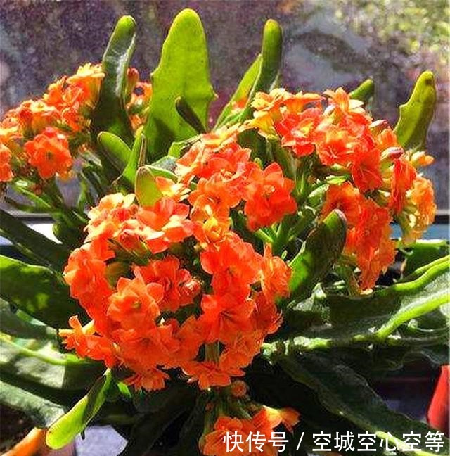 这种长寿花，叶片独特花朵漂亮，不烂根易养护，1年开花300天