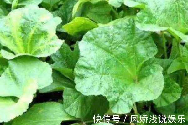 灰灰菜|农村人的“天然钙片”,补钙又健脑,小孩多吃个子长得快!