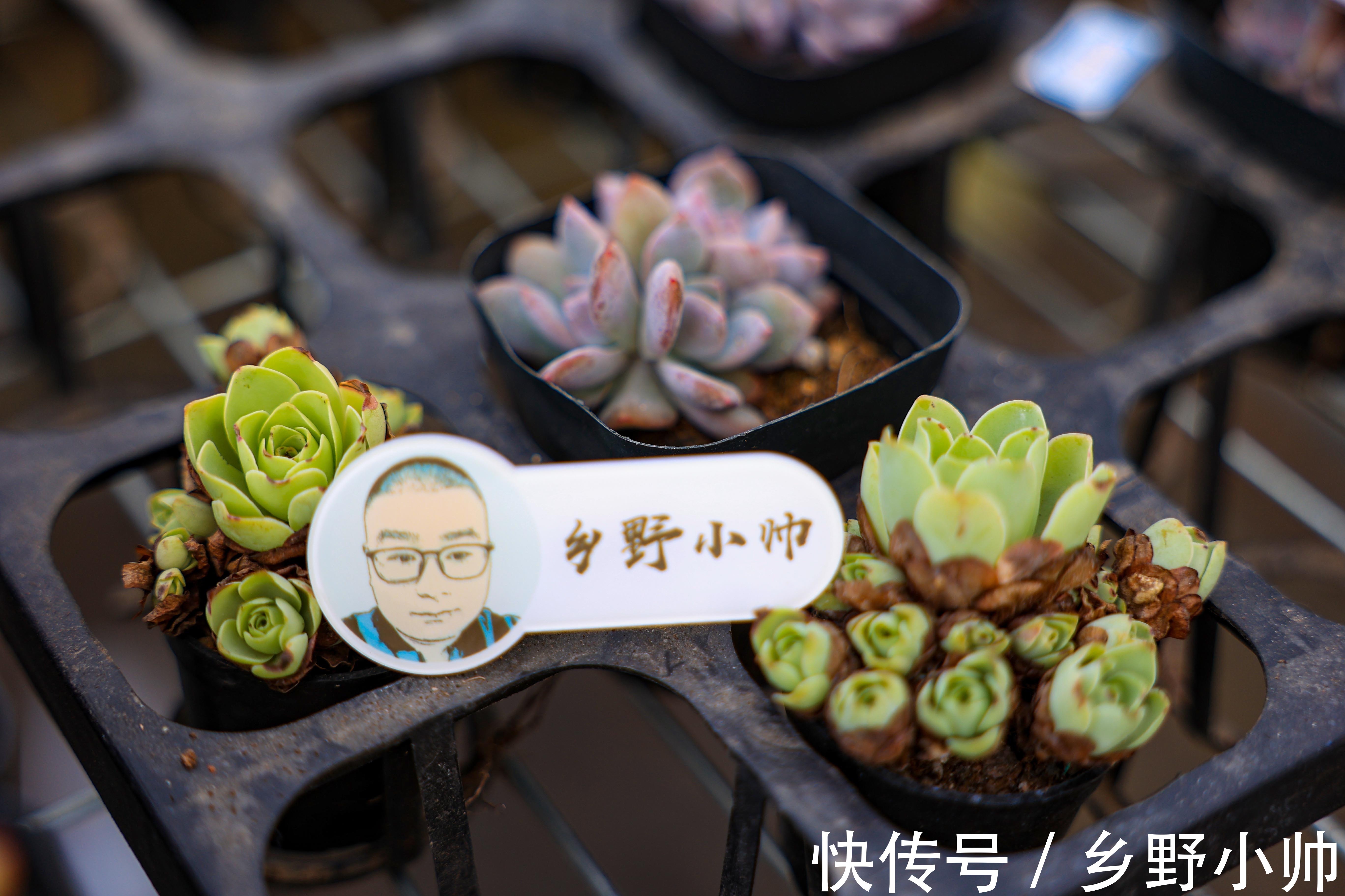 如何让多肉快速服盆？不同季节都应该怎么管理？受那些因素影响？