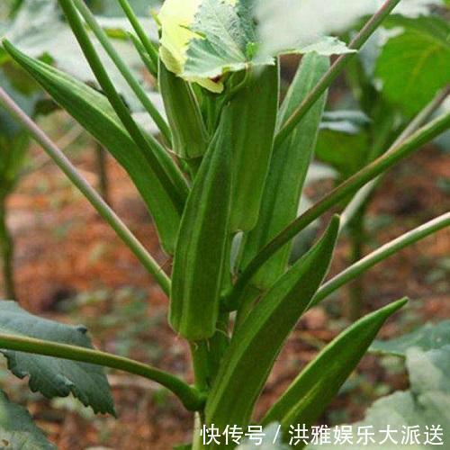 阳台种这3种菜，长得太快吃不完，营养丰富全家都喜欢