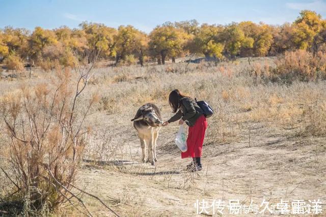 胡杨|一年只美21天就在下个月，再犹豫就真错过了