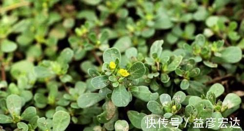 血管|高血脂碰上“天敌”了!每天吃一点,清理血管,血栓不来扰