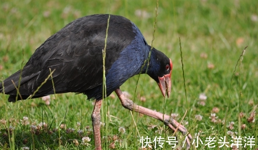 生肖|生肖鸡 性格分析 上（南渝先生）